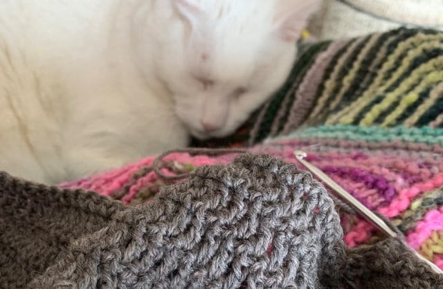 A white cat snoozes behind a soft gray crochet swatch with a metal hook in it.