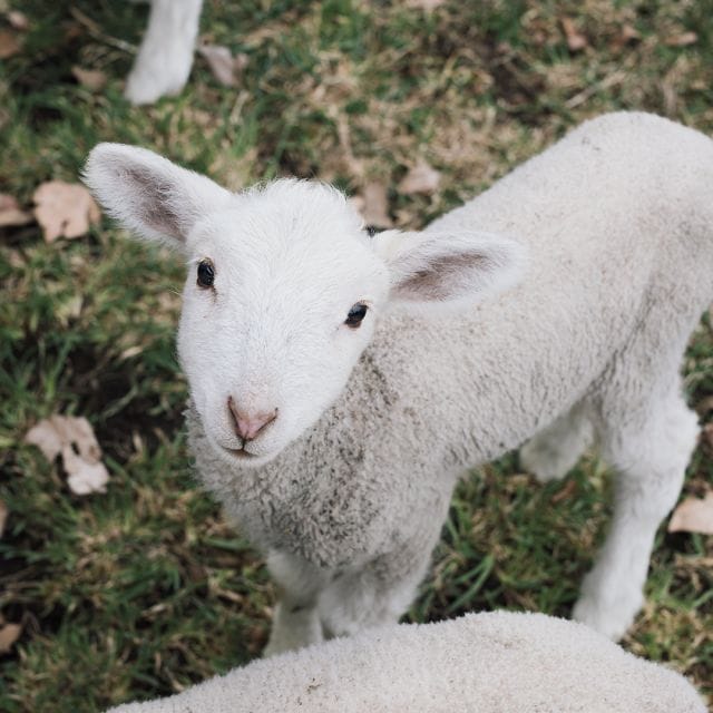 A lamb in a meadow