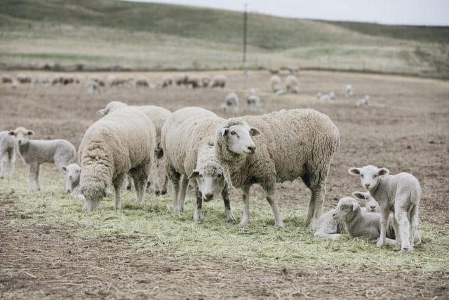 Sheep on the High Desert of Oregon: WeCrochet