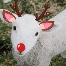 a little lamb with cartoon deer ears, antlers and a red nose